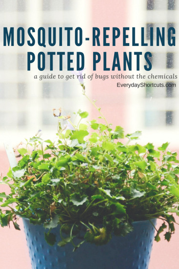 Mosquito-Repelling Potted Plants - Everyday Shortcuts