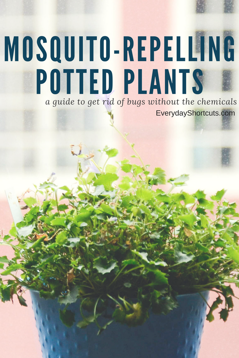 MosquitoRepelling Potted Plants Everyday Shortcuts