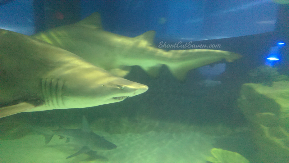 Great Lakes Aquarium Sharks