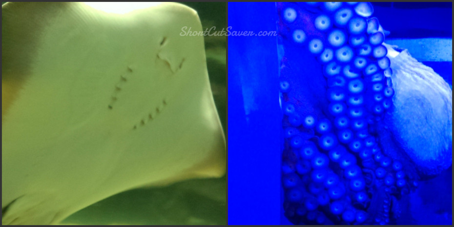 Great Lakes Aquarium stingray