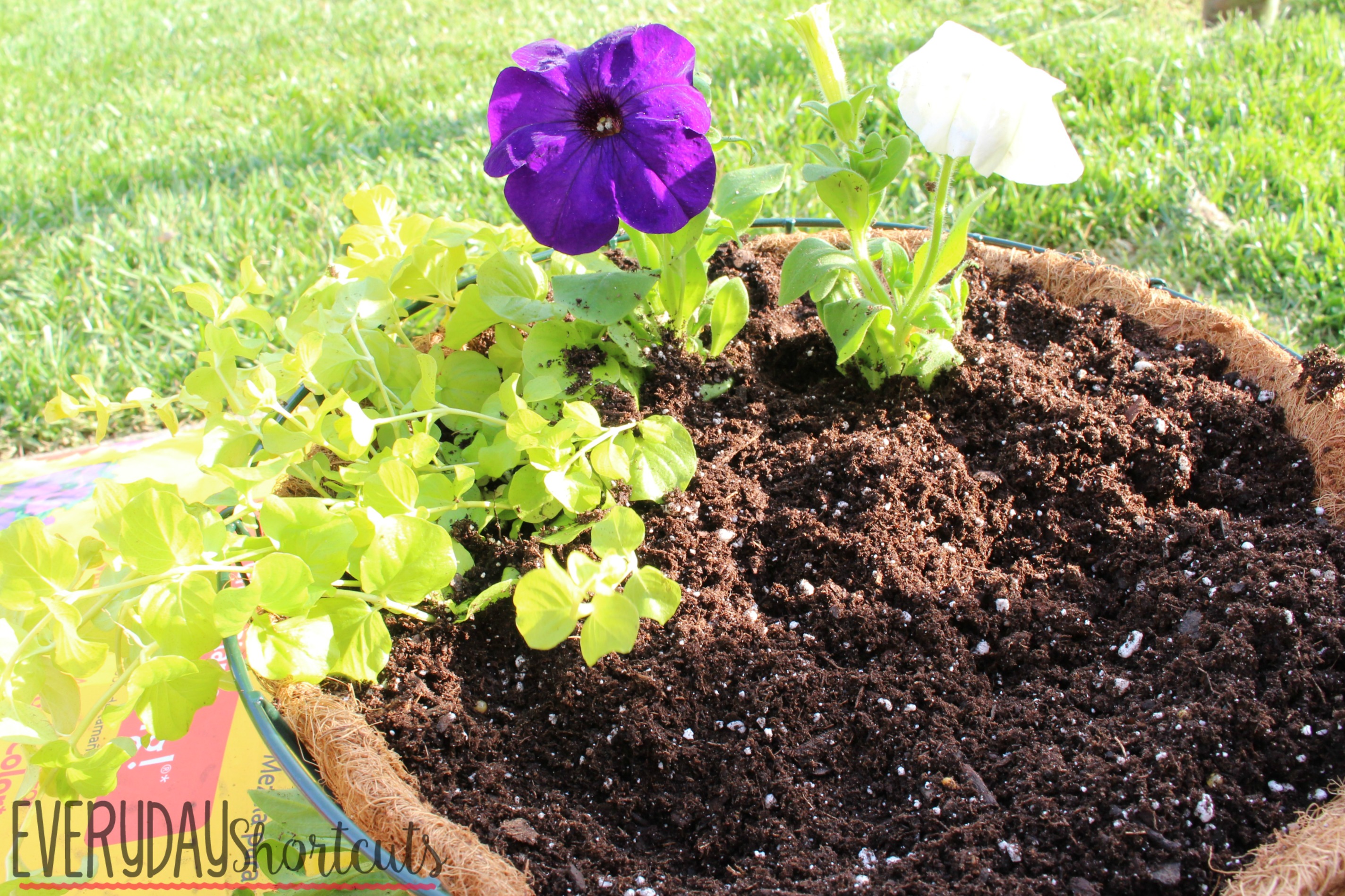 hanging basket flowers on top