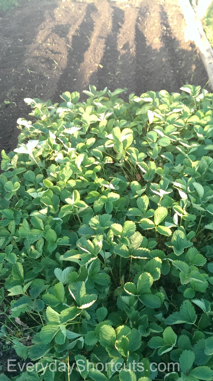 strawberries in garden