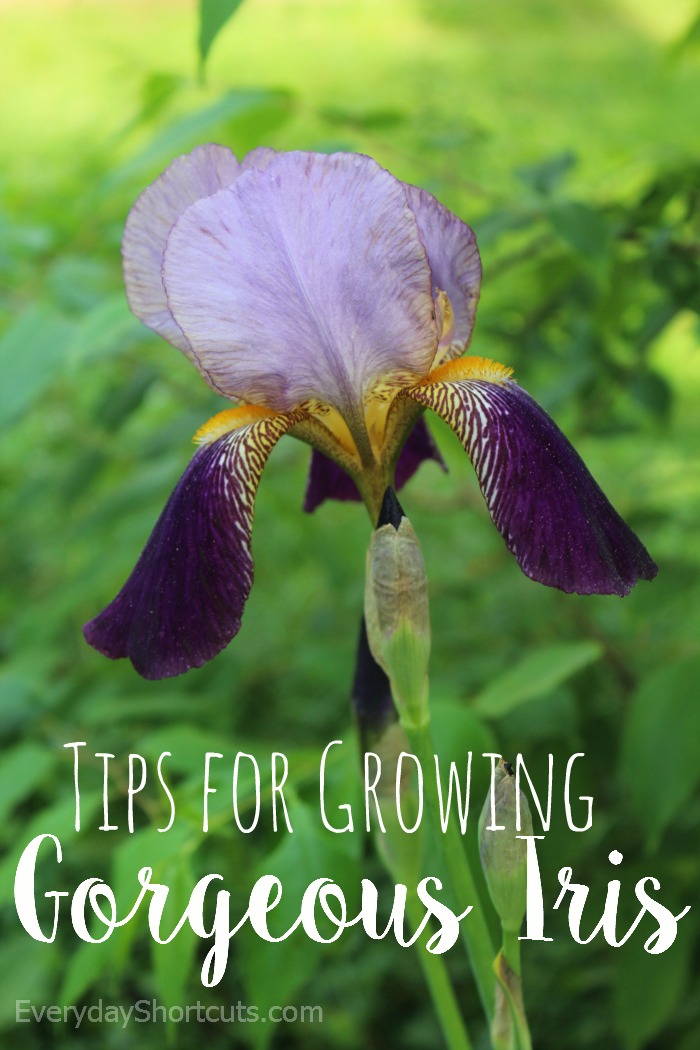 tips for growing gorgeous iris