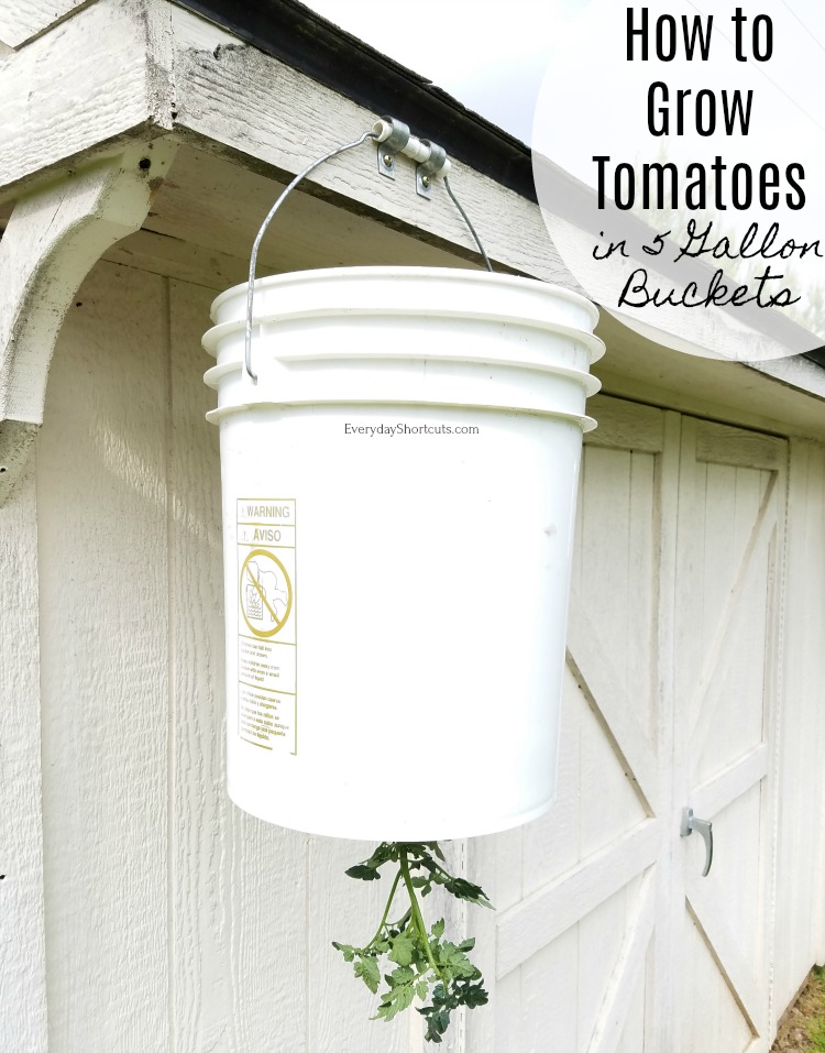 How To Grow Tomatoes In 5 Gallon Buckets Everyday Shortcuts