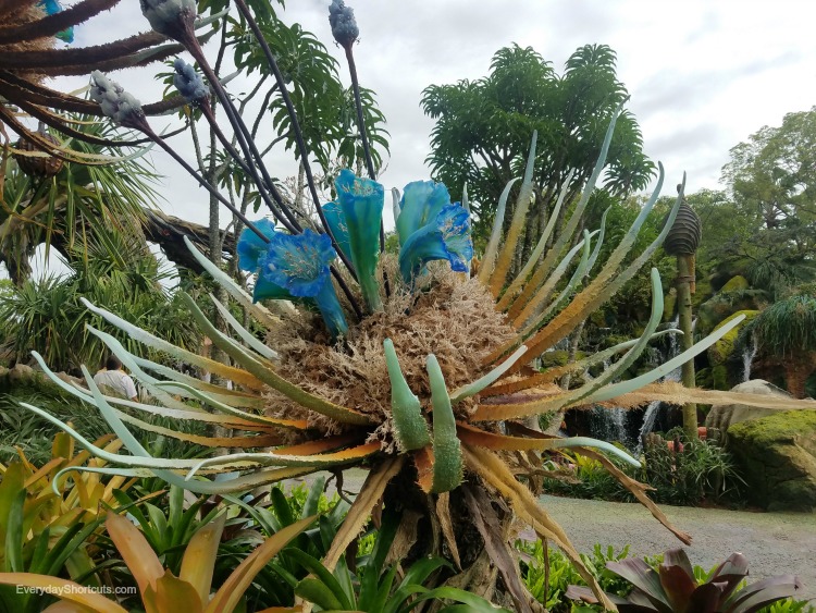 flowers at pandora