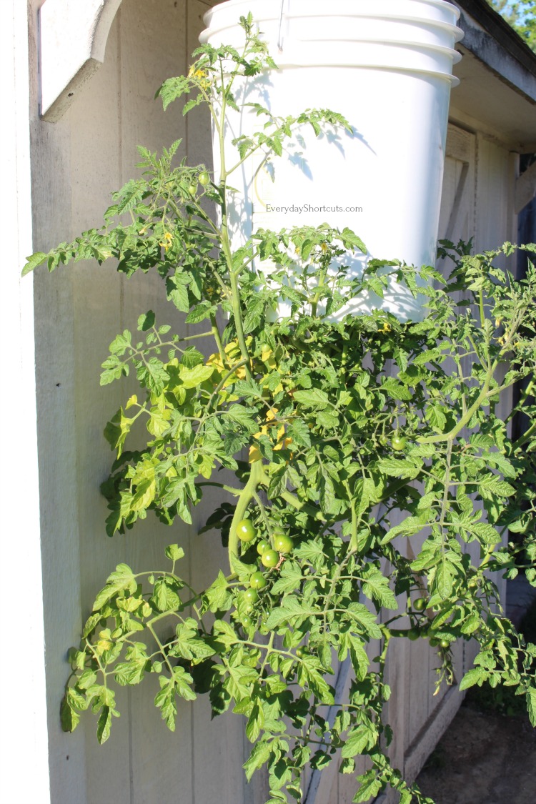 gardening with tomato plants