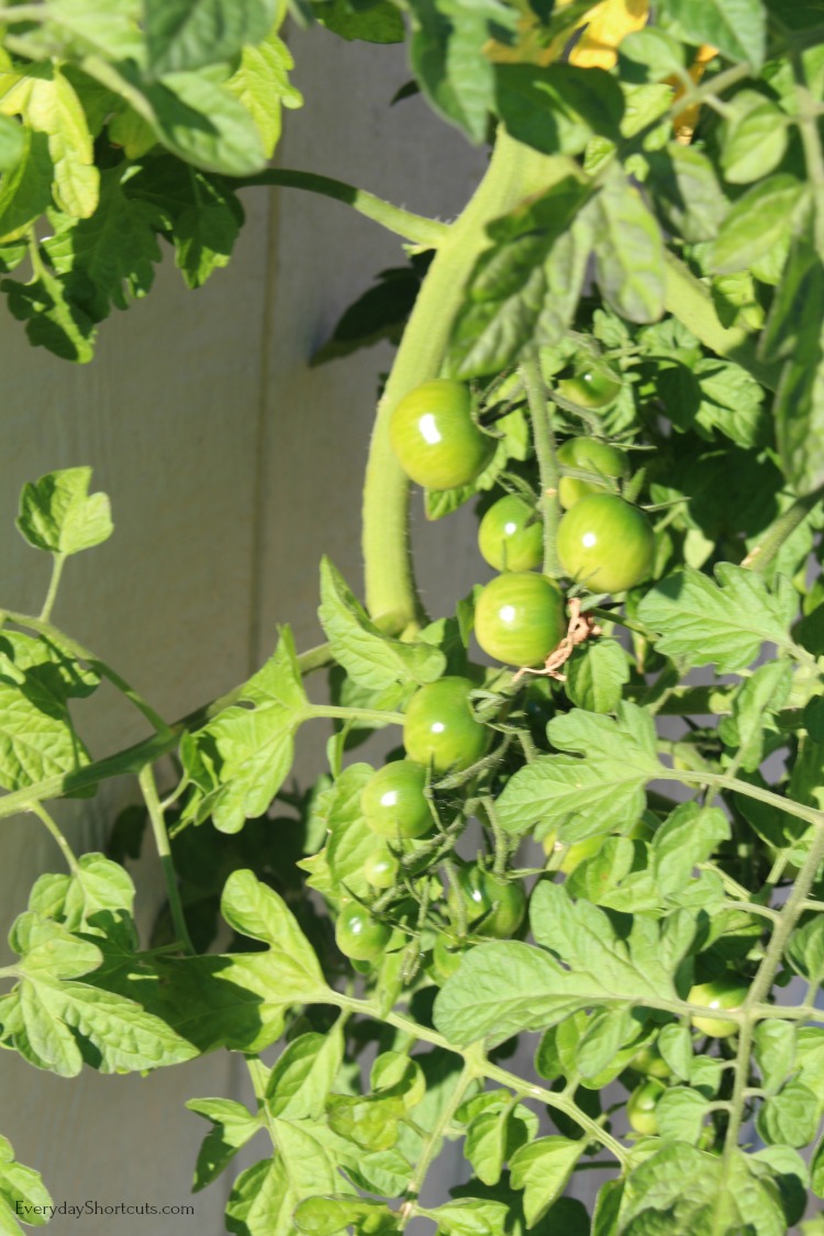 green tomatoes