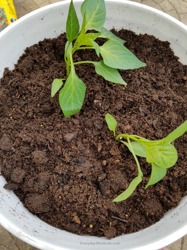 herbs planted in a 5 gallon bucket