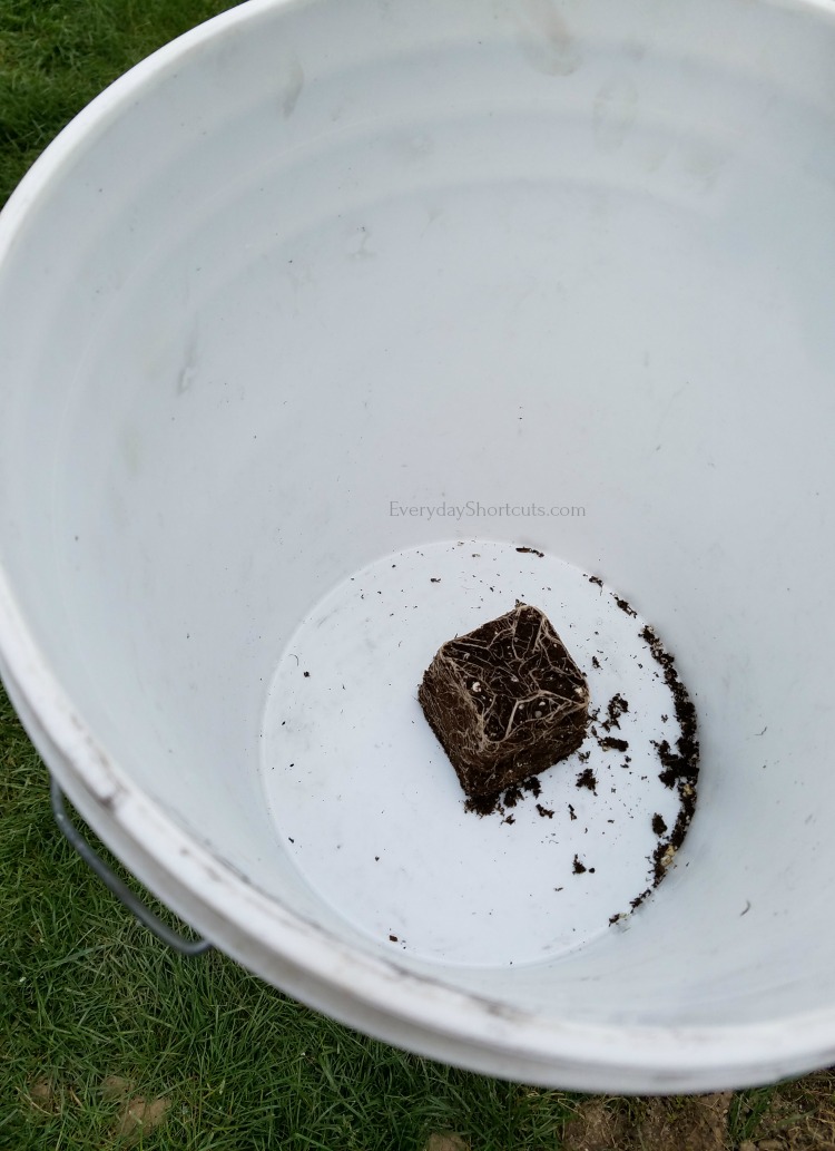 tomato plant in a 5 gallon bucket