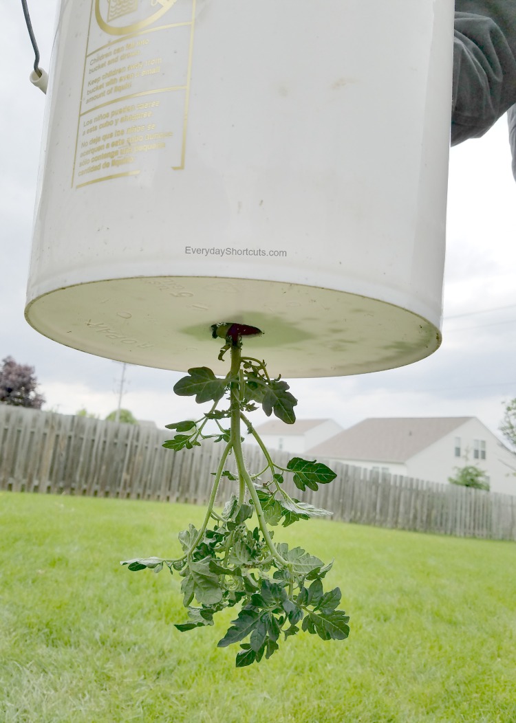 tomato plants in 5 gallon buckets