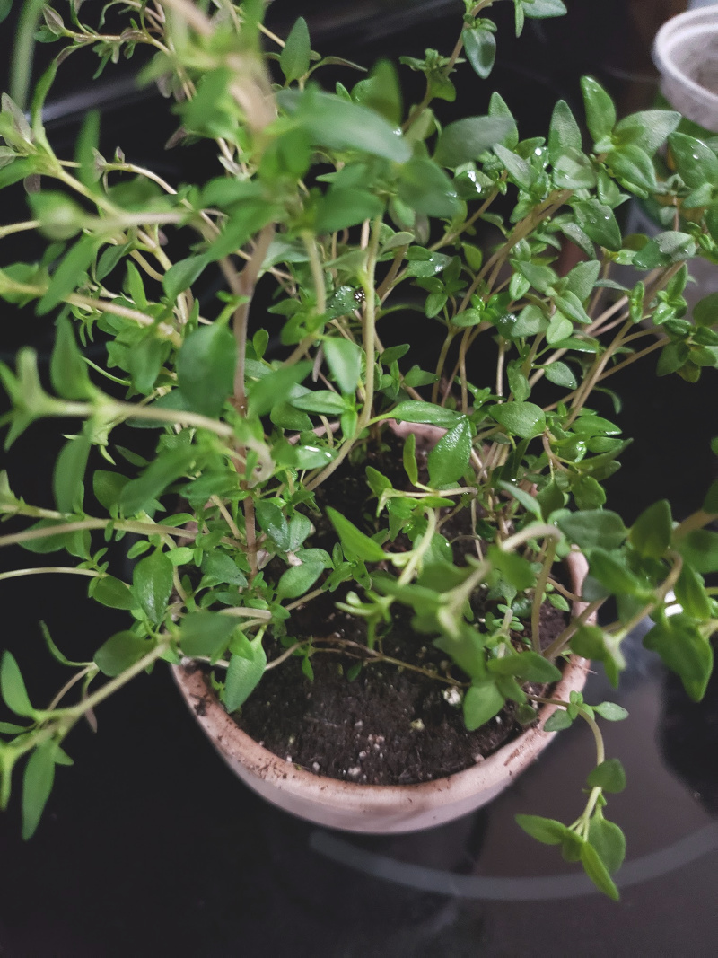 herb garden plants