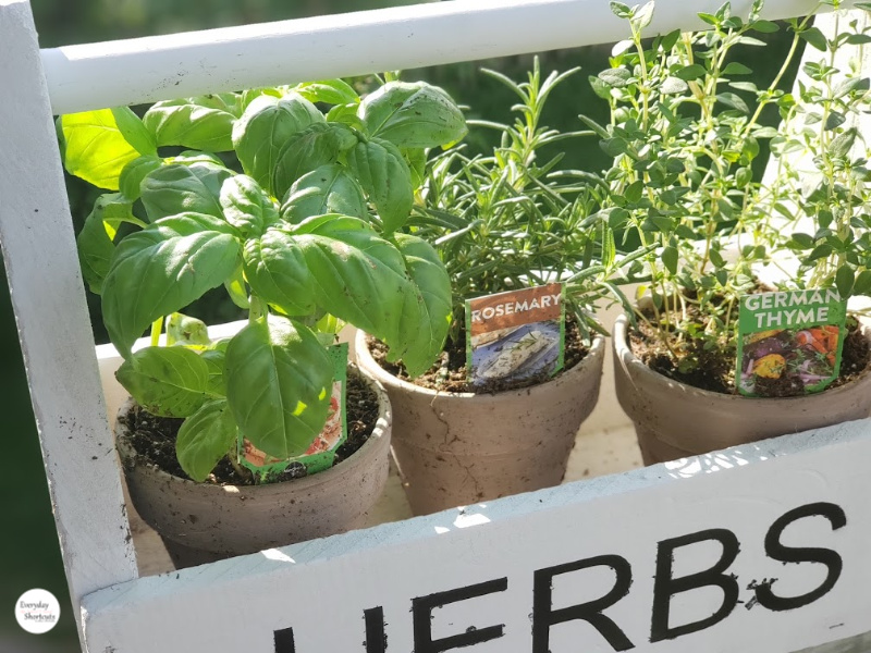 herbs in the garden box
