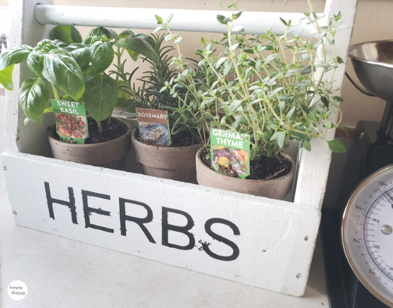 herbs to plant