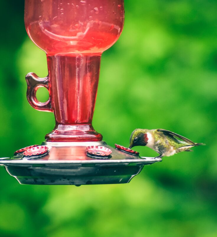 best hummingbird nectar to buy