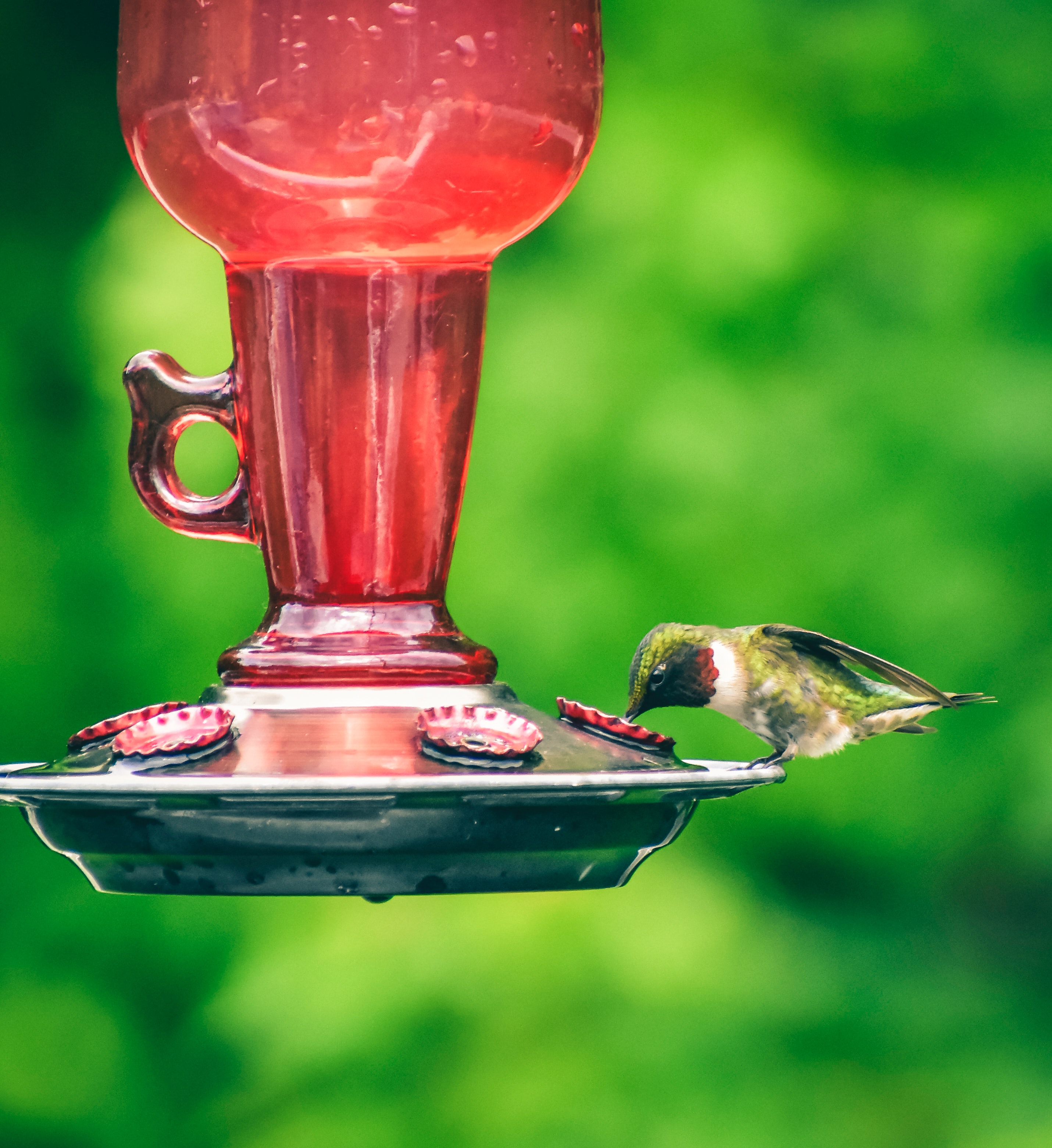how to make hummingbird food