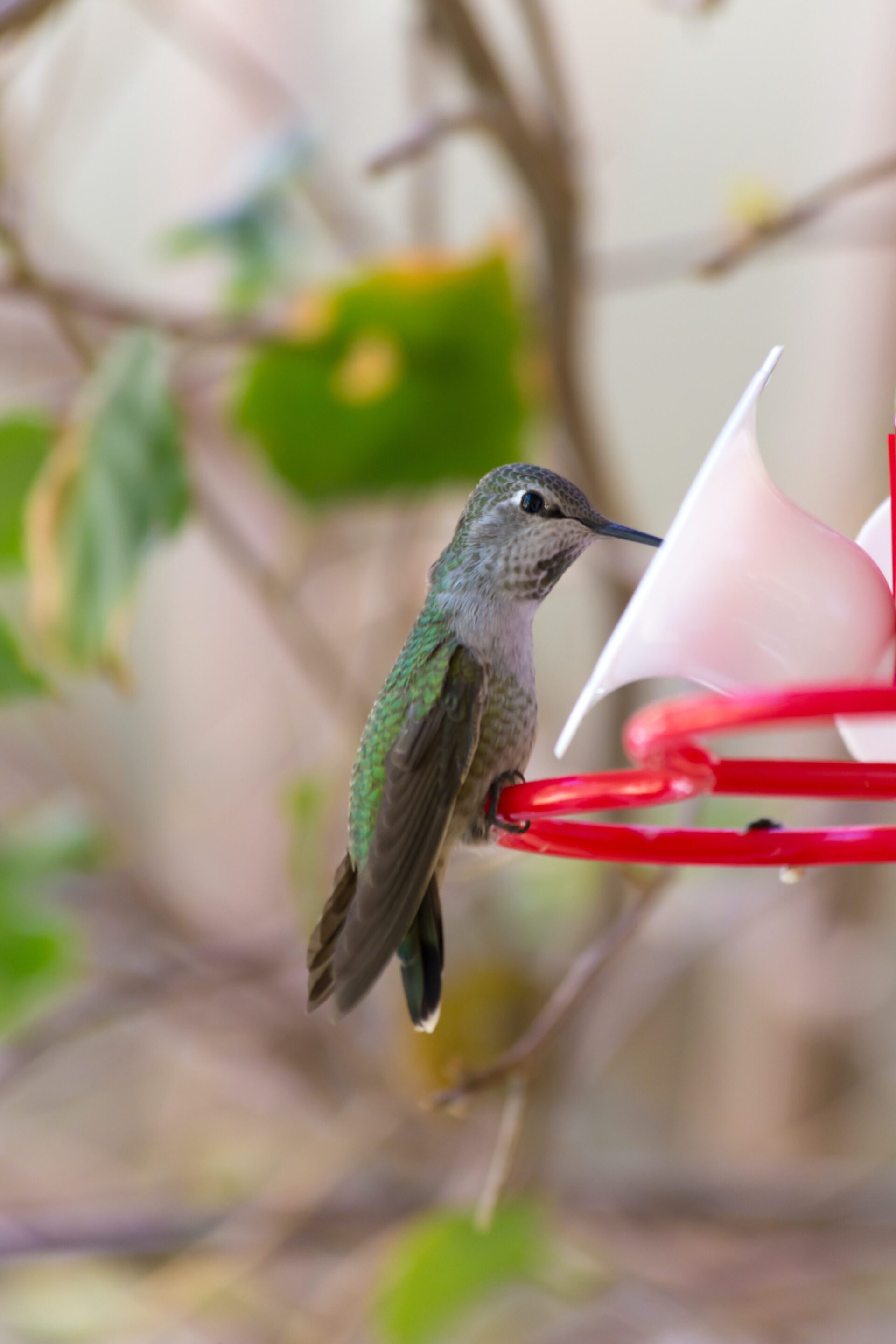 Hummingbird Nectar Recipe Everyday Shortcuts