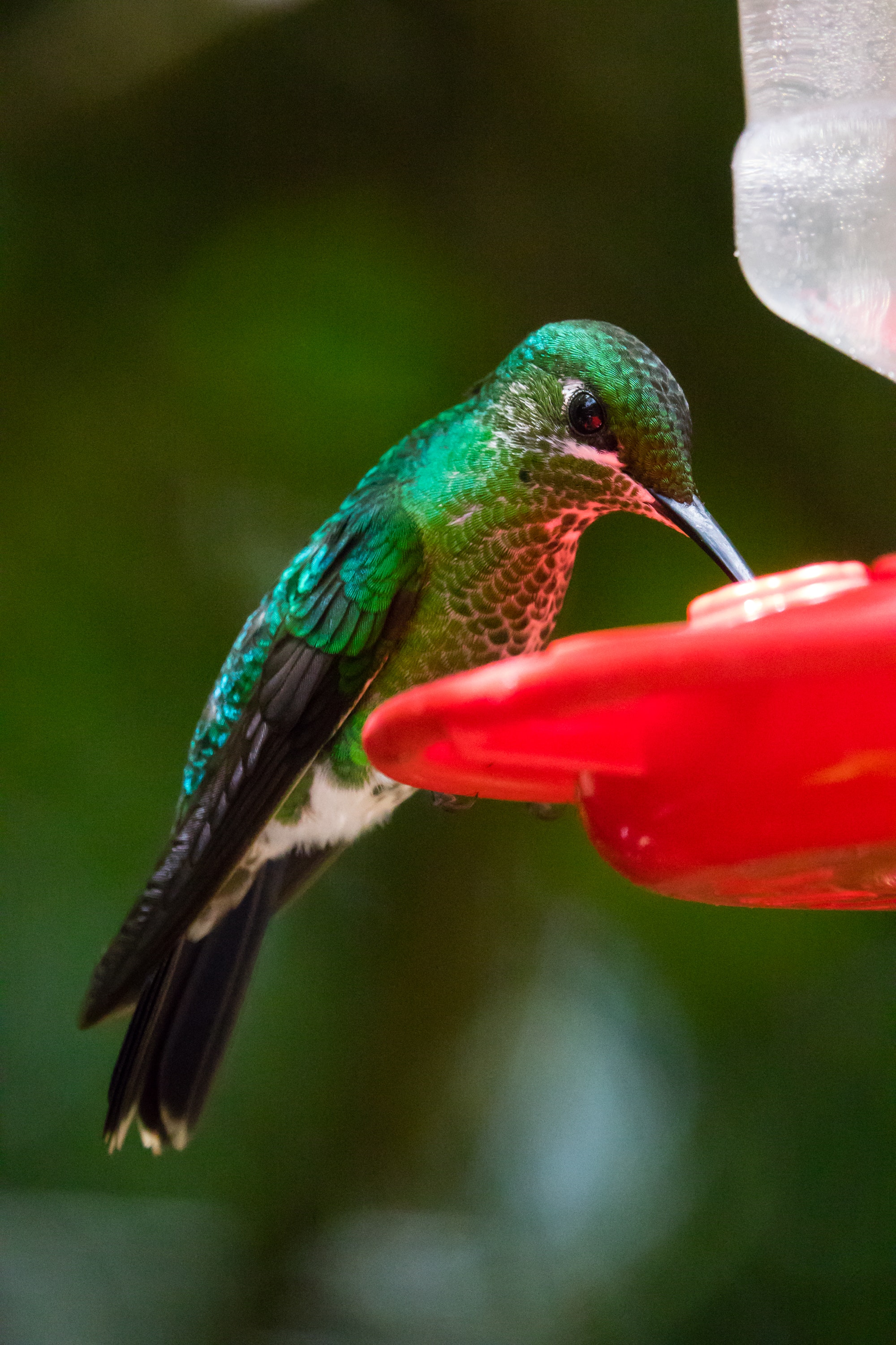 how to make hummingbird nectar