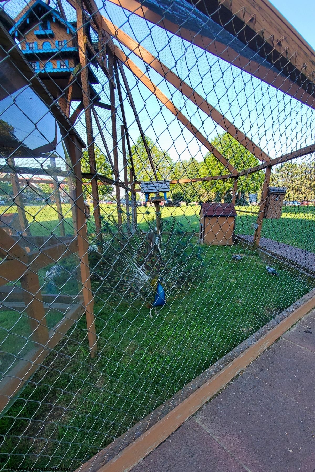peacocks at Bavarian inn
